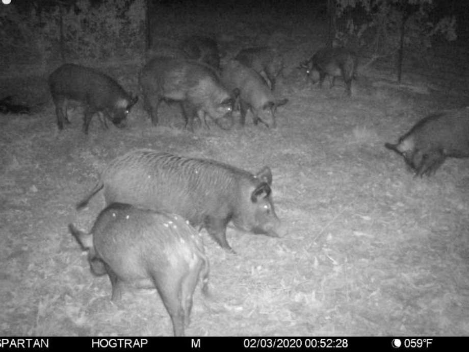 Noack: Initial month of feral hog trapping a “great success”